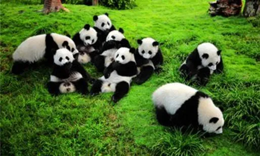 Chengdu Panda Basic